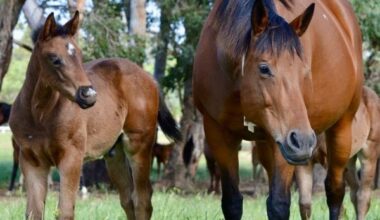 Gooree Park Stud Welcome First Yes Yes Yes Foals