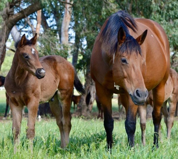Gooree Park Stud Welcome First Yes Yes Yes Foals