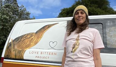 Australasian bittern survey asks volunteers to listen for booming calls