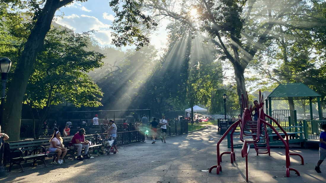 Sun shines through a tree-lined New York City block.