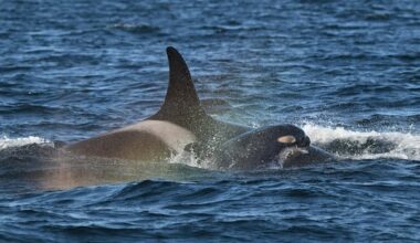 New calf born to endangered southern resident orcas in B.C.