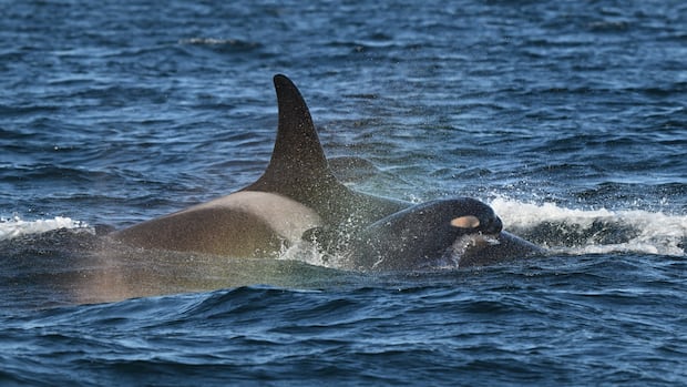 New calf born to endangered southern resident orcas in B.C.