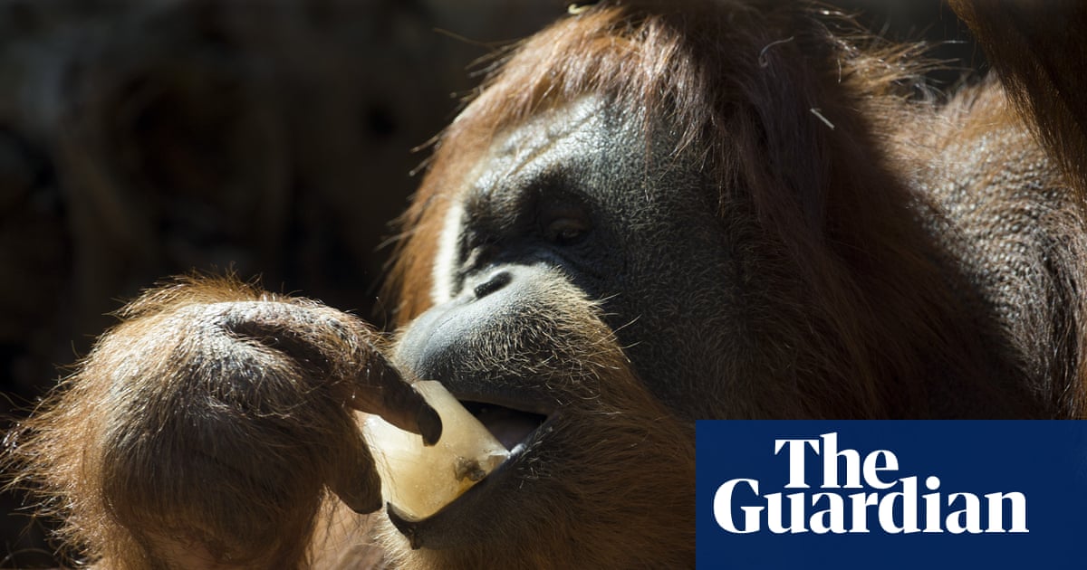 Orangutans prefer food associated with sounds of laughter, study suggests | Animal behaviour
