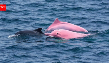 Is that a PINK dolphin? Beachgoers stunned by unreal sight off the coast!