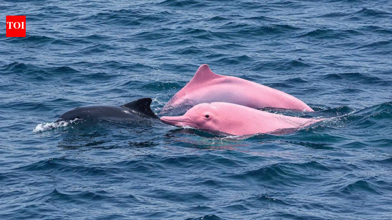 Is that a PINK dolphin? Beachgoers stunned by unreal sight off the coast!