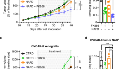 Nicotinic acid starvation sensitizes nicotinate phosphoribosyltransferase-expressing tumors to nicotinamide phosphoribosyltransferase inhibition
