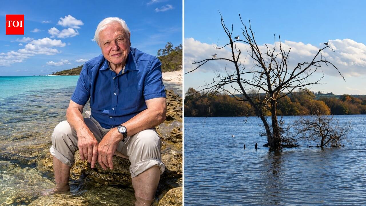 In 2020, David Attenborough helped raise £1 million to save the reserve he opened in 1966; its 220 hectares have recorded 2,500 wildlife species, including 250+ bird species﻿ | World News