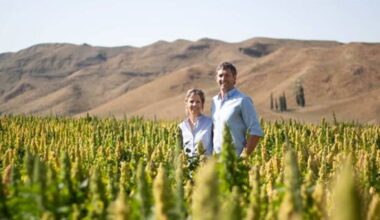 Growing quinoa ‘very real, new option’ for struggling arable farmers