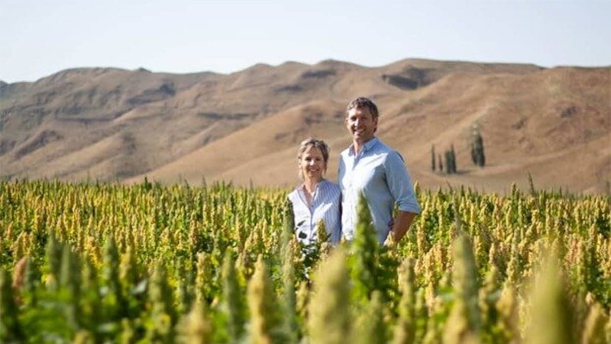 Growing quinoa ‘very real, new option’ for struggling arable farmers