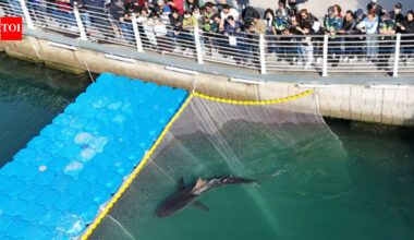 A 10-foot endangered shark trapped in a South Korean canal for more than a month was finally guided toward the open sea; hours after its third rescue attempt, it swam back, leaving officials searching for a new plan