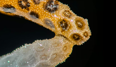 Sick Corals Can Heal With the Help of a 'Magic Touch' From Healthy Ones, Offering Hope for Heat-Damaged Marine Ecosystems