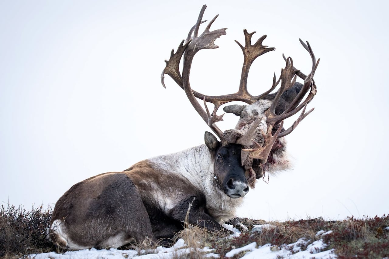 A caribou