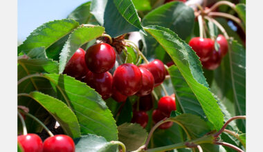 Early cherry harvest expected in New Zealand despite El Niño concerns