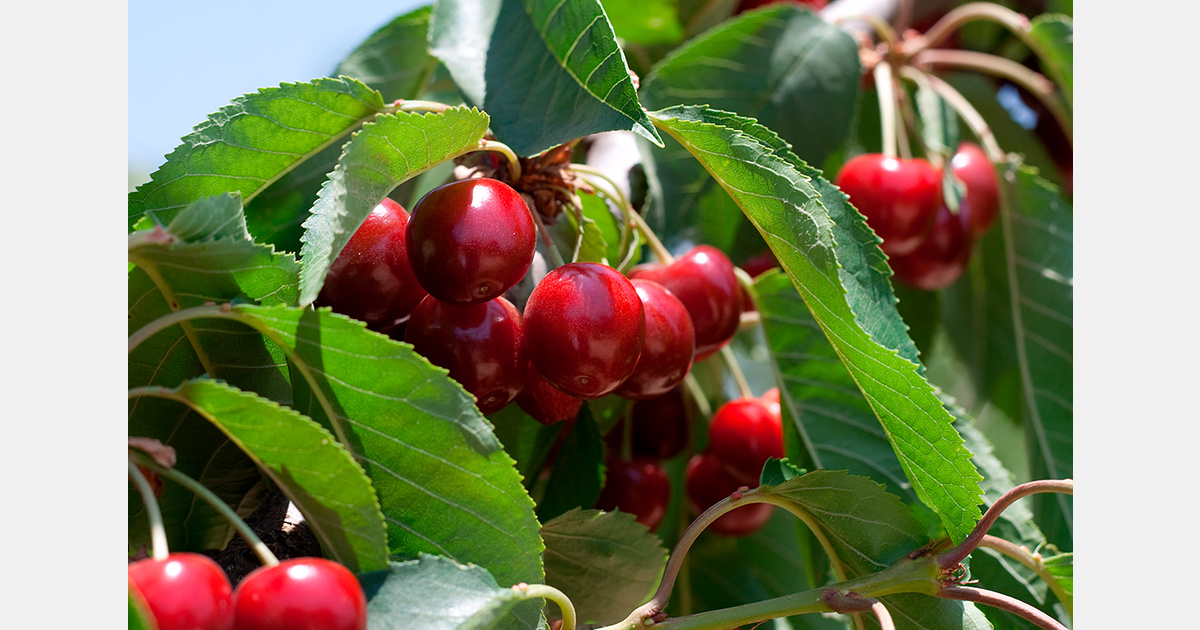 Early cherry harvest expected in New Zealand despite El Niño concerns