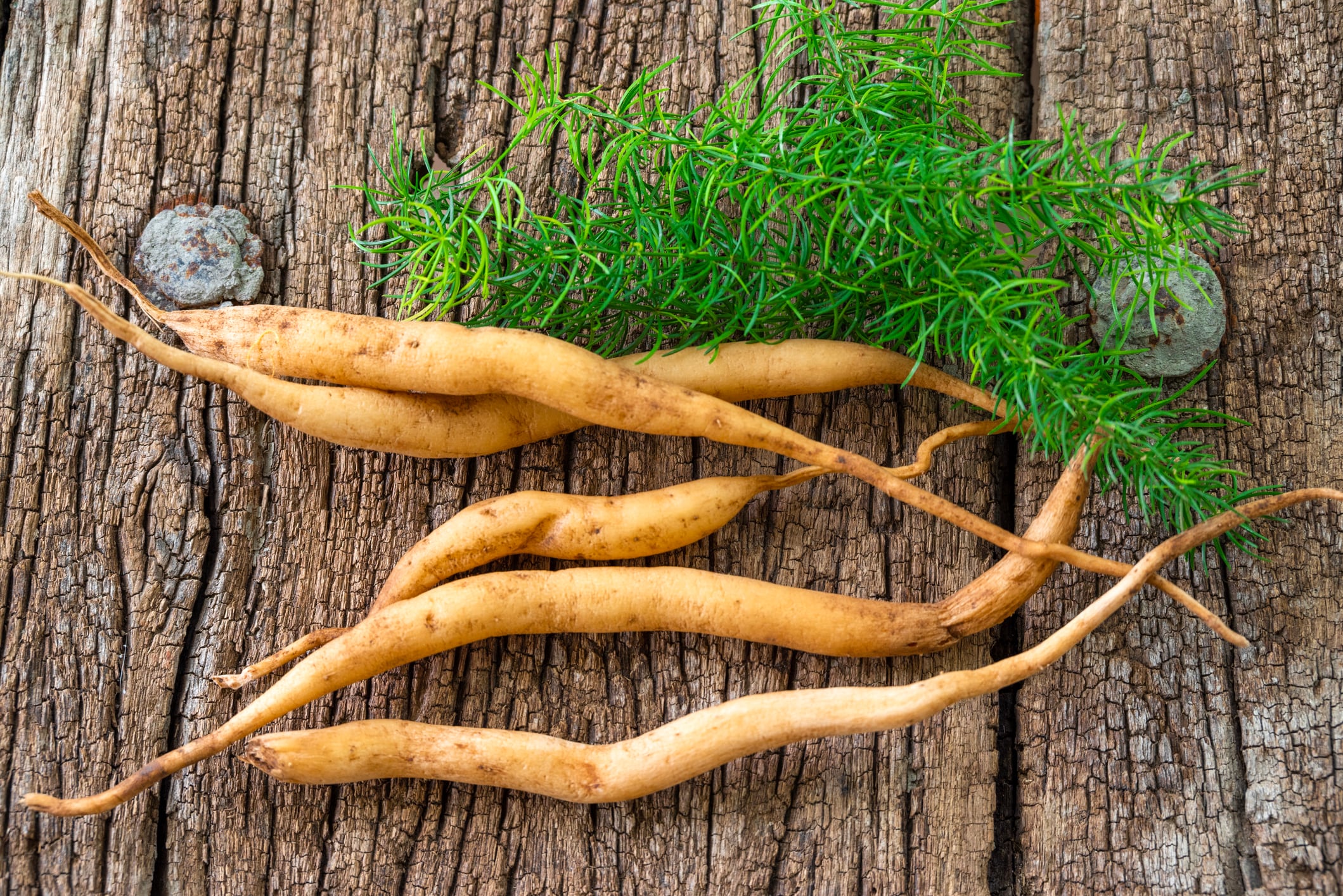 Shatavari or Asparagus racemosus roots on wooden background. herbal or ayurvedic medicine
