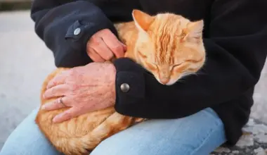 Spending More Time Close to Cats Improves Mood, Study Finds