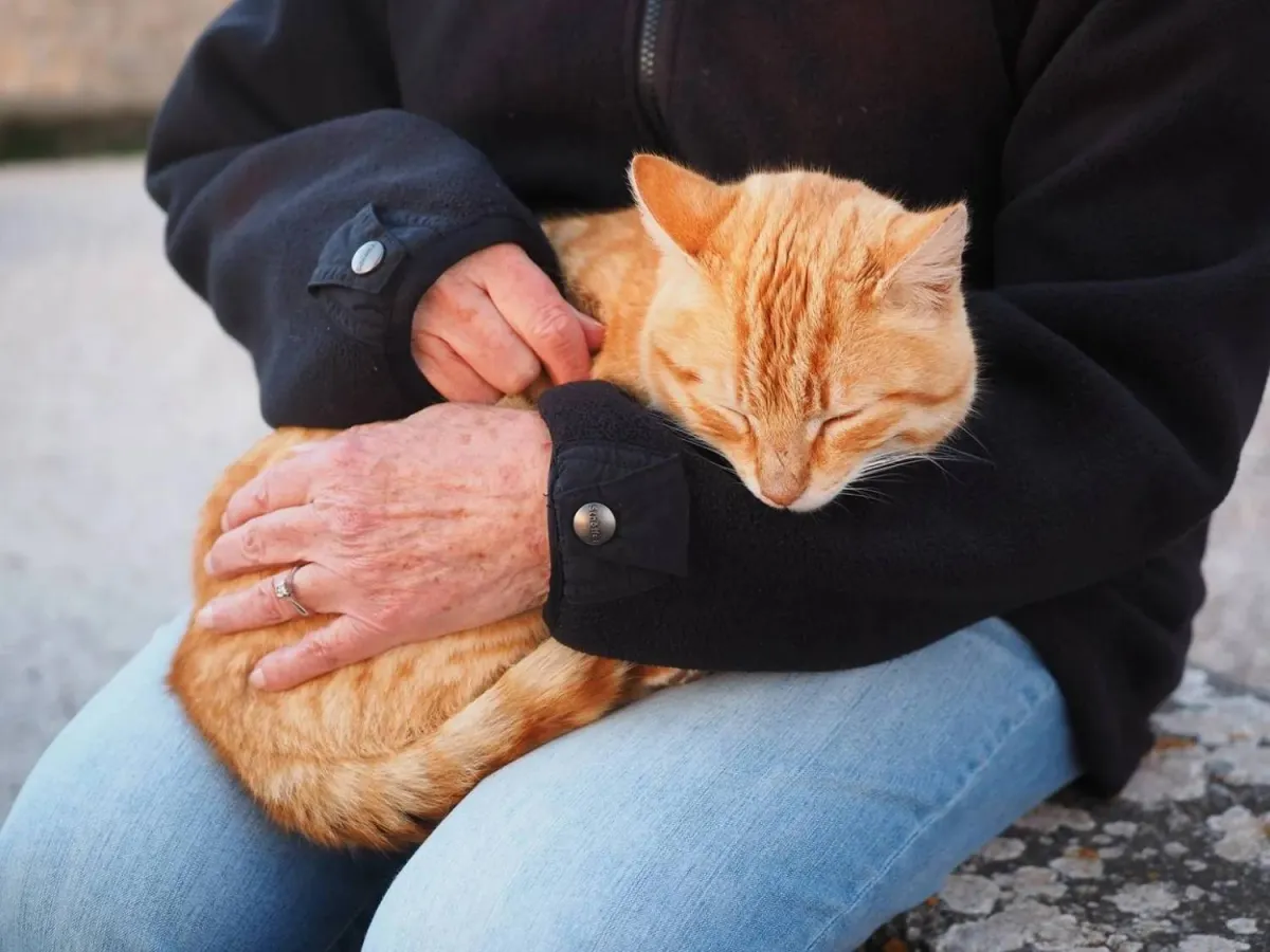 Spending More Time Close to Cats Improves Mood, Study Finds