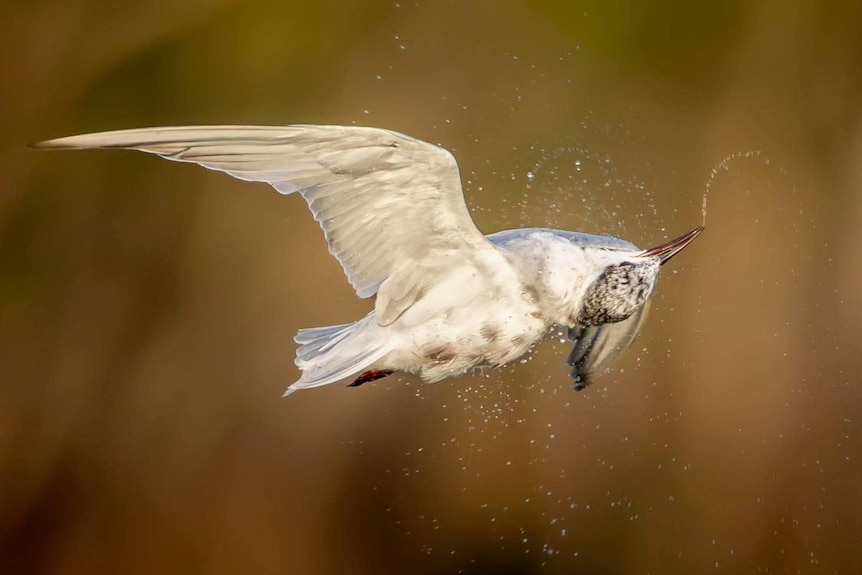 A bird with white and grey feathers, rotating in the air mid-flight to shake off water droplets.