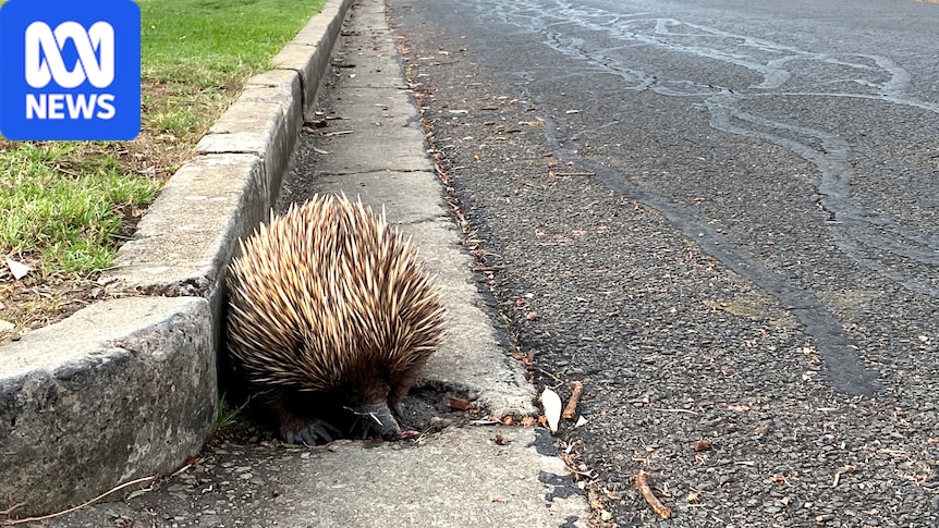 Adelaide echidnas on the prowl as breeding season stretches late