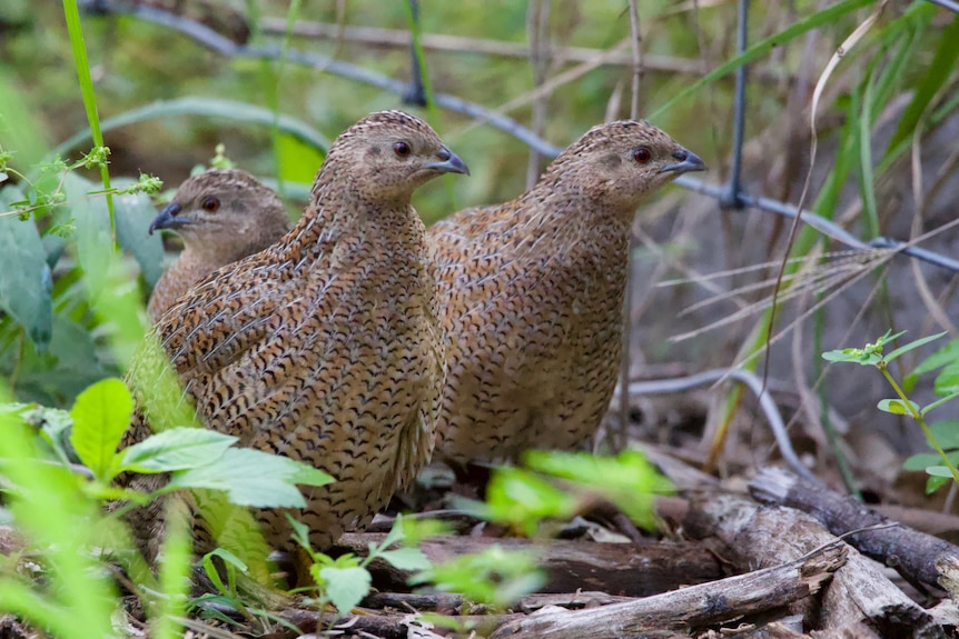 Three small, plump, brown and white flecked quails. 
