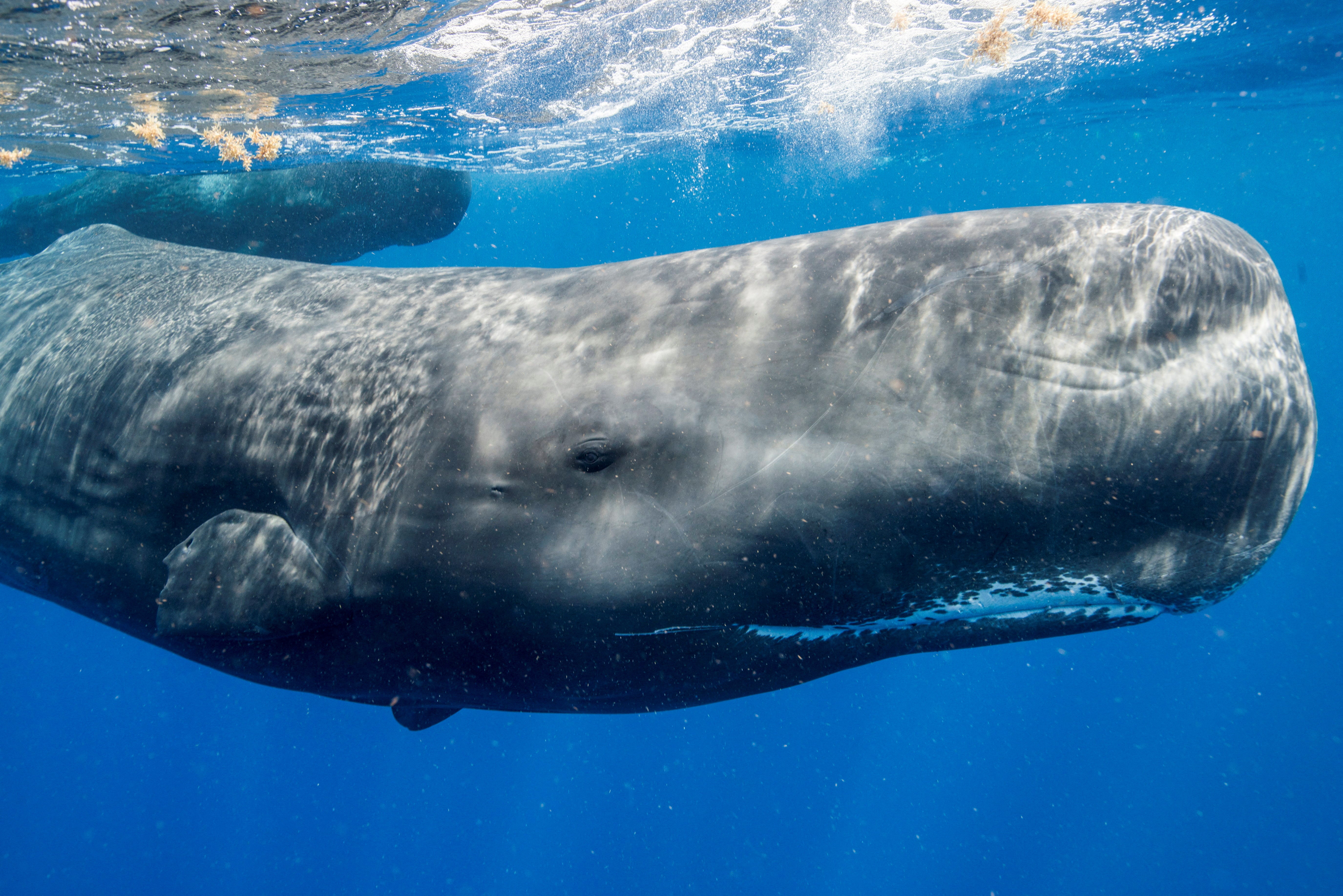An adult male sperm whale grows to be about 50-60 feet (17-20 m) long. Females are smaller, about 33-40 feet (11-13 m) long.