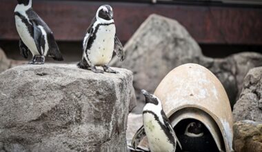 On the brink of extinction, the African penguin is getting more help from Pittsburgh