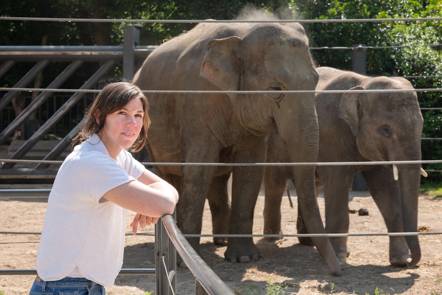 A woman Tabitha Hoornweg stands leaning on a fence in front of two captive elephants. 