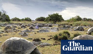 Scientists discover 180,000 giant tortoises on one Seychelles island | Wildlife