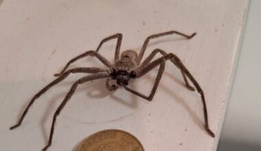 Huntsman spider found in Napier bathroom has survived a Hawke’s Bay winter and now wants a girlfriend