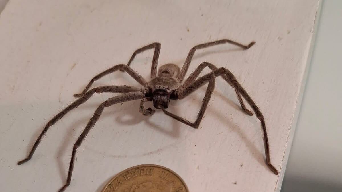 Huntsman spider found in Napier bathroom has survived a Hawke’s Bay winter and now wants a girlfriend