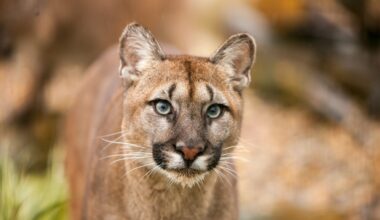 Mountain lion euthanized after multiple sightings in Laramie County