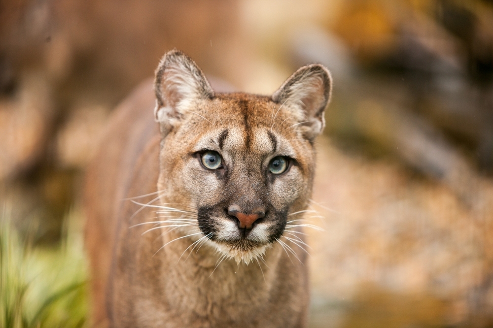 Mountain lion euthanized after multiple sightings in Laramie County