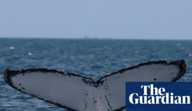 Whales on Australia’s ‘humpback highway’ are at growing risk of injury from boat and propellor strikes | Whales