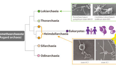 Capturing Closest Archaeal Relatives May Reveal Eukaryote Origins