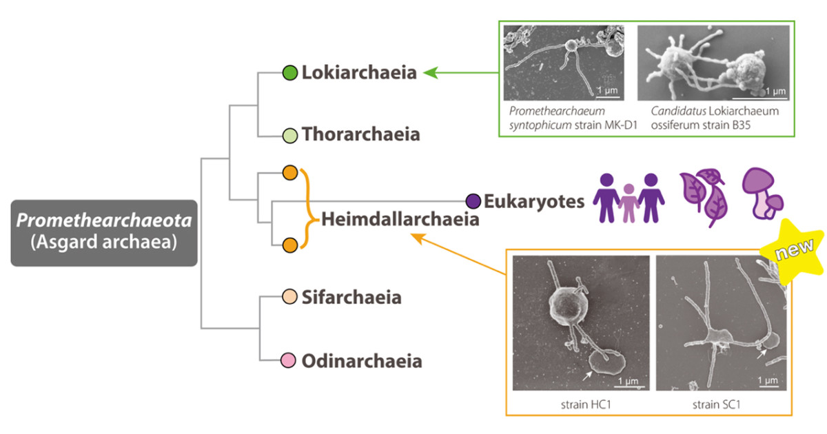 Capturing Closest Archaeal Relatives May Reveal Eukaryote Origins