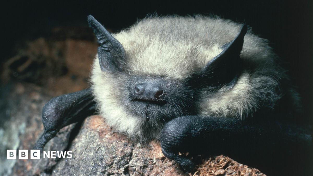 A close up photograph of a common pipistrelle bat. It has a black face with prominent nostrils and black pointed ears poking through grey and white fur.