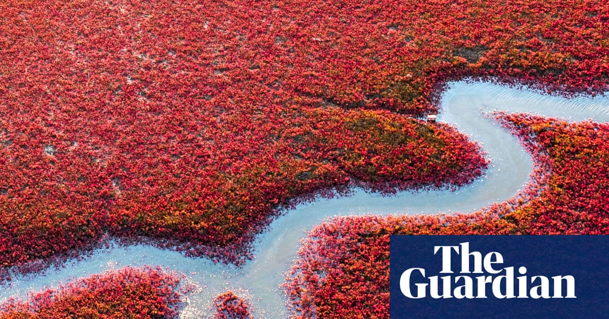 Sea of crimson: vivid ‘red beach’ transforms China’s wetlands and marshes – in pictures | China