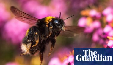 Next UK banknotes to feature barn owls, bumblebees, puffins and hedgehogs | Bank of England
