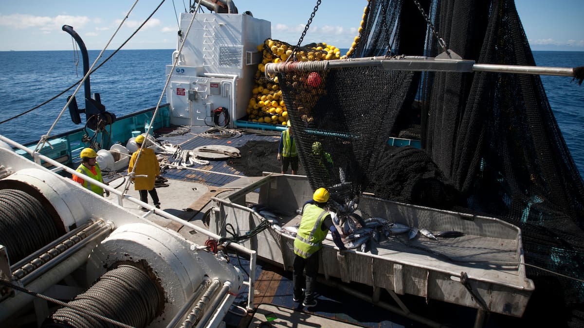 Commercial fish discard reviews extended as Jones bill remains ‘marooned’