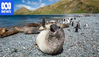 Bird flu detected on Macquarie Island in southern elephant seal and gull samples