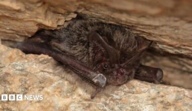 A close up of a small bat resting in a narrow rocky crevice. Its dark brown to grey fur covers most of its body, while the face, ears and wings are darker and appear almost black.