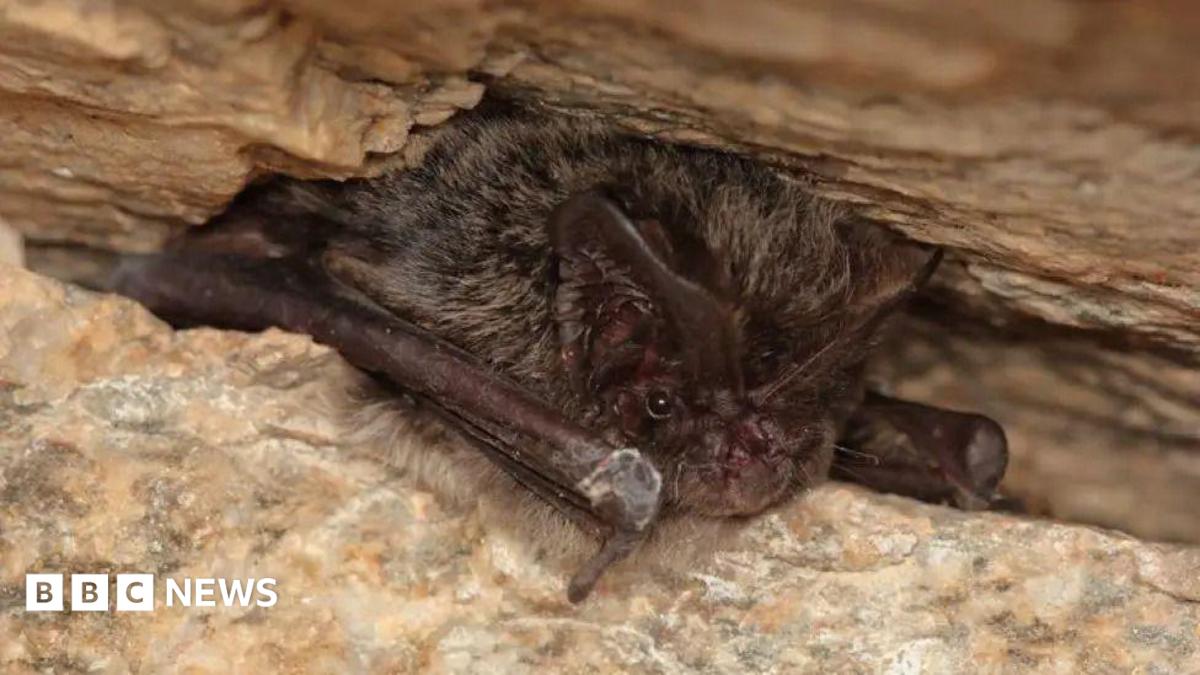 A close up of a small bat resting in a narrow rocky crevice. Its dark brown to grey fur covers most of its body, while the face, ears and wings are darker and appear almost black.