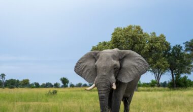 The African elephant (Loxodonta africana) in the Okavango Delta