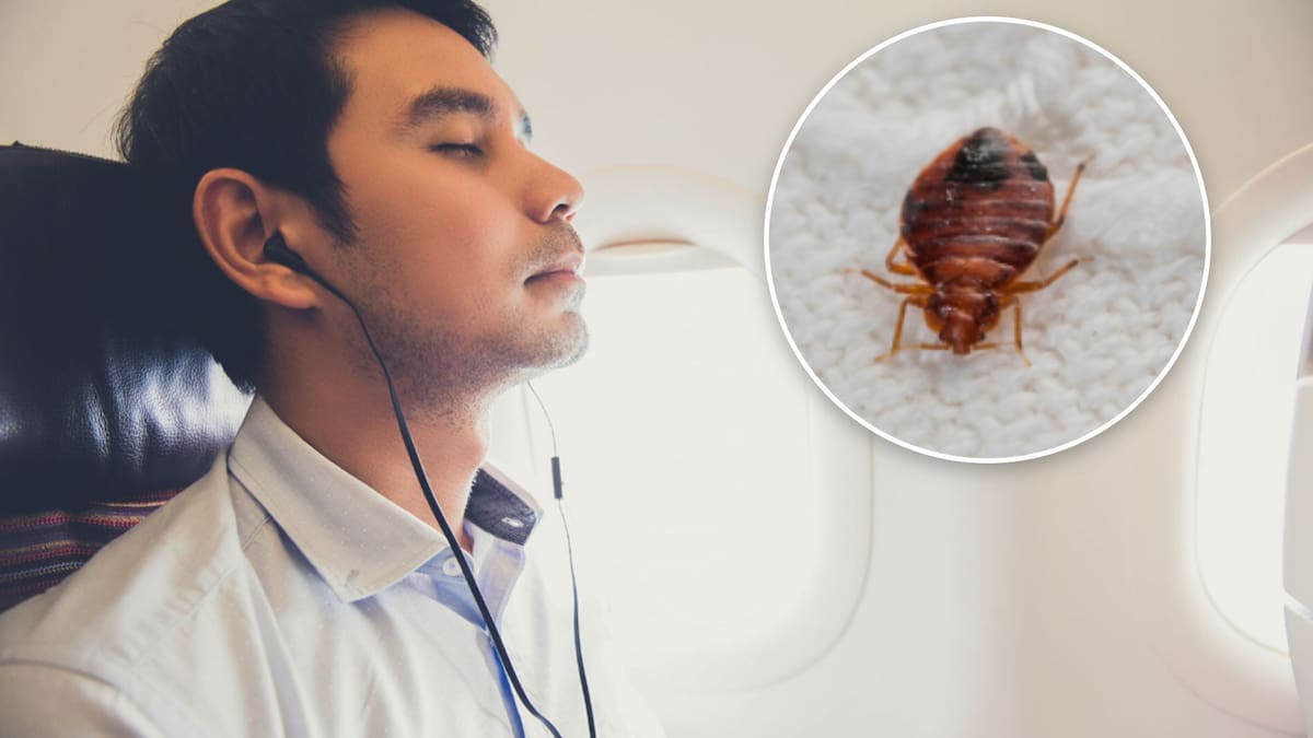 Qantas bed bug outbreak: Passengers describe insects crawling on board