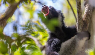 How to Save the World’s Largest Lemurs? Listen to Their Songs.