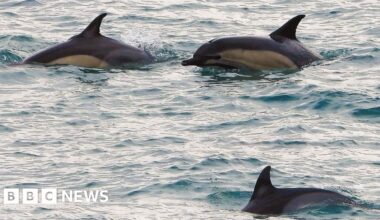 How rare is it to see a dolphin in the River Orwell, Ipswich?