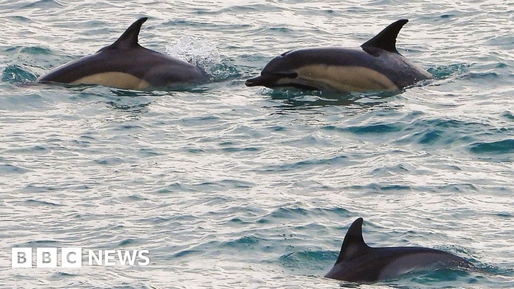 How rare is it to see a dolphin in the River Orwell, Ipswich?
