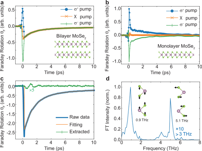 Fig. 3: Experimental measurement of light-induced phonon-driven magnetism in bilayer MoSe2.