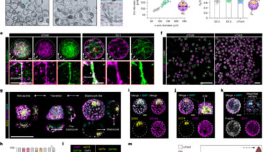 Modelling mouse embryogenesis from chemically induced totipotent stem cells