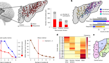 Functional architecture of the human insula